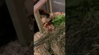 Fresh veggies for my Guinea pigs