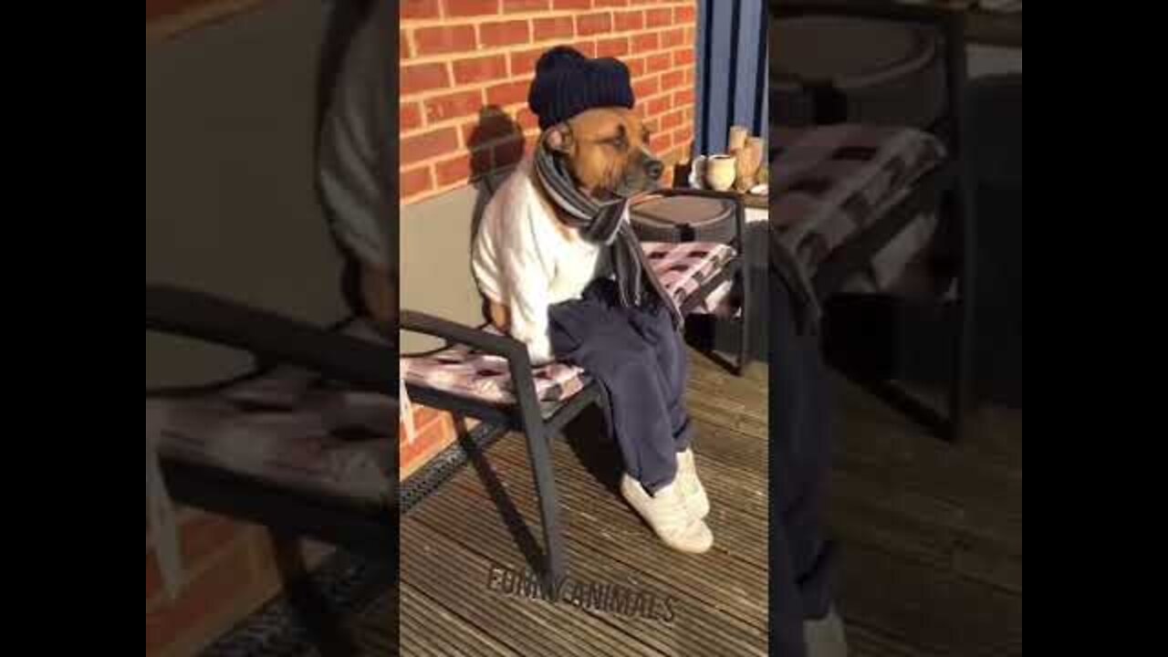 Cool dog. #funny videos#dogs#funny dogs-