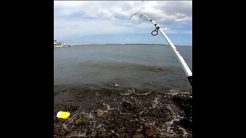 Catching a nice stingray