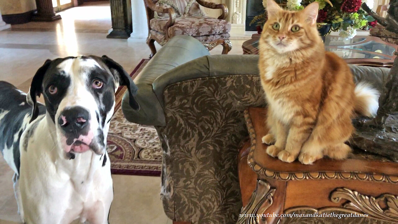 Funny Cat Doesn't Want To Share His Catnip Toy With Great Danes