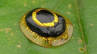 Dazzling golden target tortoise beetle from Ecuador