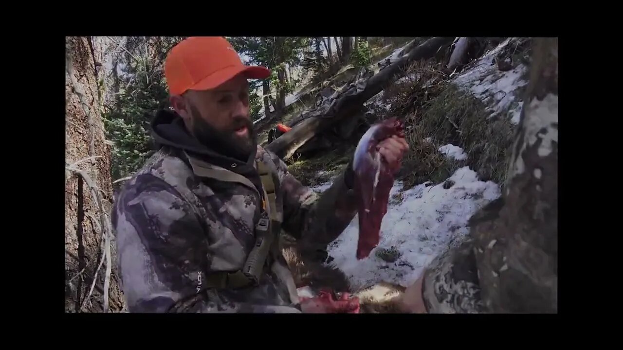 How to take tenderloins out of an elk--gutless method!