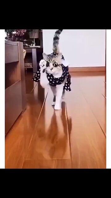 Funny cats video in 2023