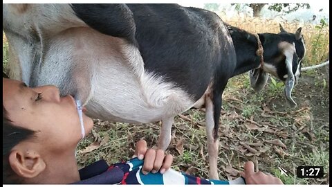 Oh my god//hungry village boy drink Raw milk goat breast, best ever goat milk drink