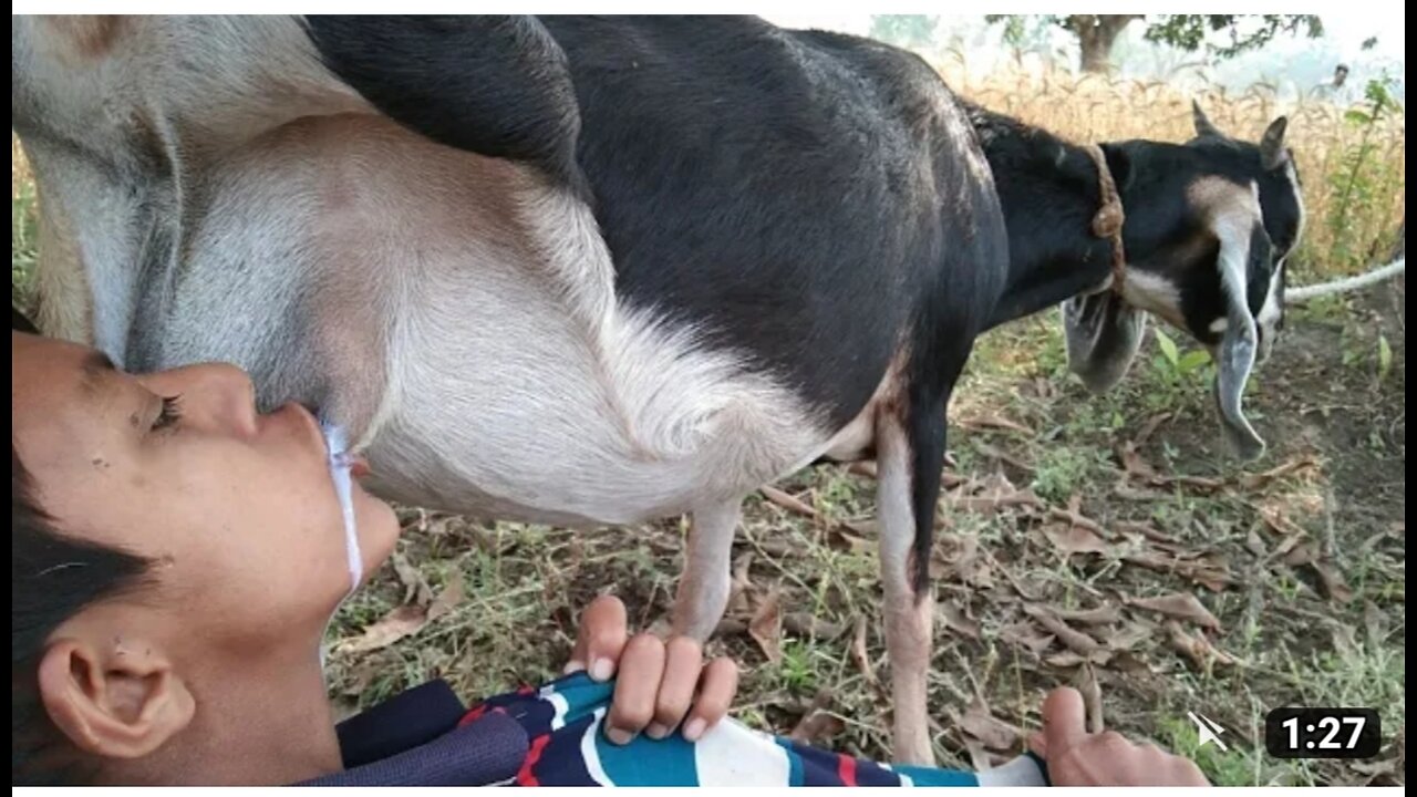 Oh my god//hungry village boy drink Raw milk goat breast, best ever goat milk drink