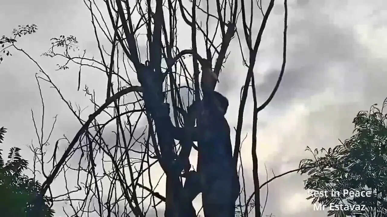 Man's dying wish to cut branches fulfilled