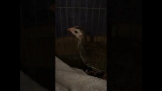 Baby Guinea fowl keets hiding - 5 weeks old
