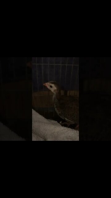 Baby Guinea fowl keets hiding - 5 weeks old