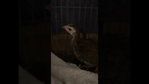 Baby Guinea fowl keets hiding - 5 weeks old