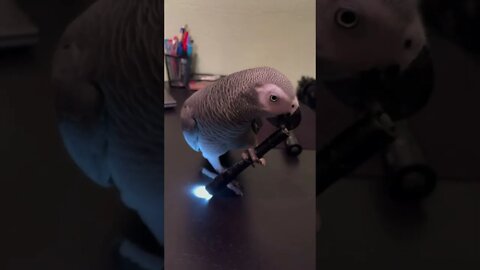 Parrot learns to use Flashlight