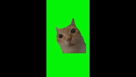 Ginger Cat Stare | Green Screen