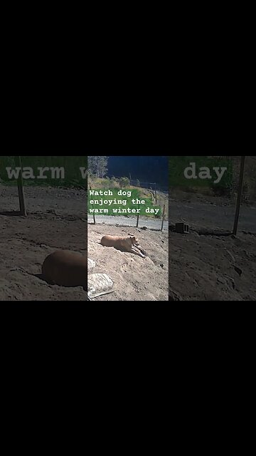 Farm surveillance. Watch dog for free range birds