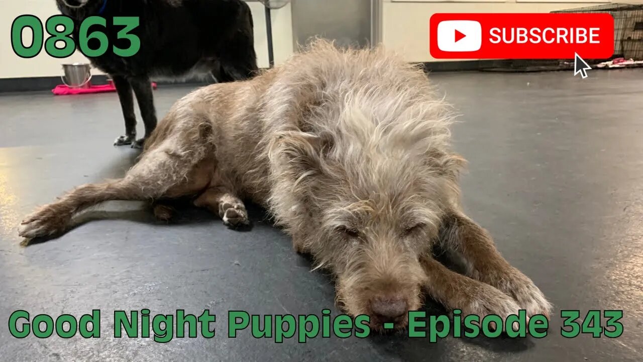 [0863] GOOD NIGHT PUPPIES - EPISODE 343 [#dogs #doggos #doggos #puppies #dogdaycare]