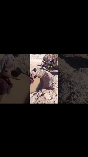 How Difficult To Fetching Water For Animals #UbertainmentFun #Shorts #ytshorts #Dogs #Animals #Fun