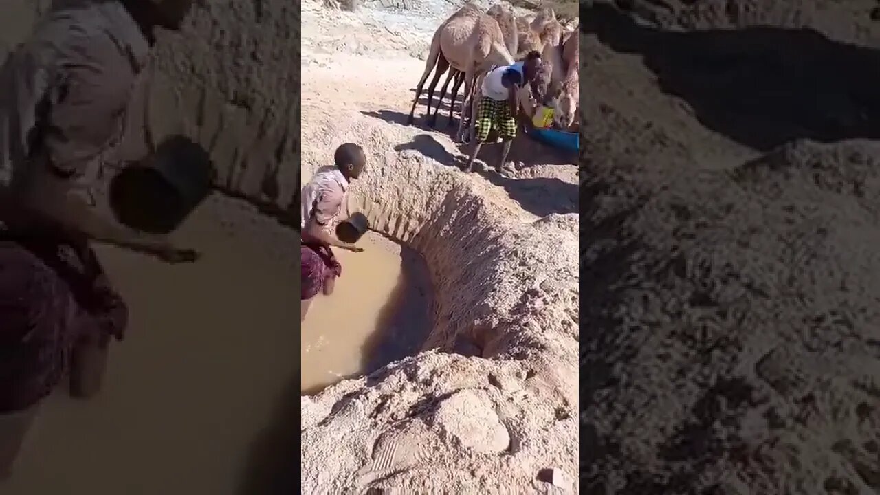 How Difficult To Fetching Water For Animals #UbertainmentFun #Shorts #ytshorts #Dogs #Animals #Fun