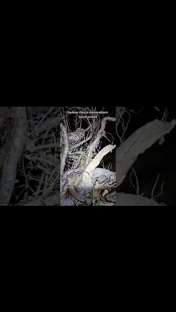 Water snakes galore in Missouri