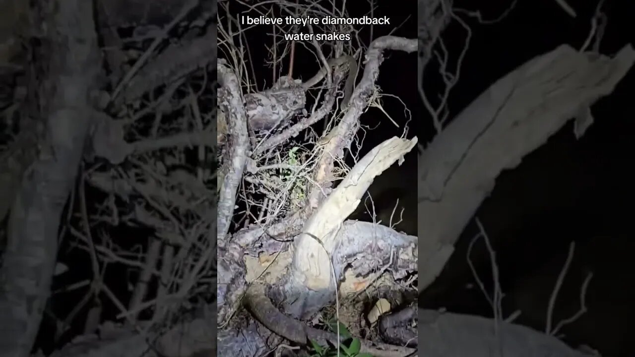 Water snakes galore in Missouri