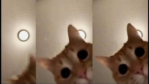 Very funny cat went wrong😭😁🤣