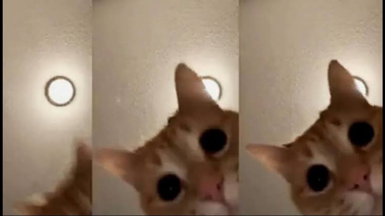 Very funny cat went wrong😭😁🤣