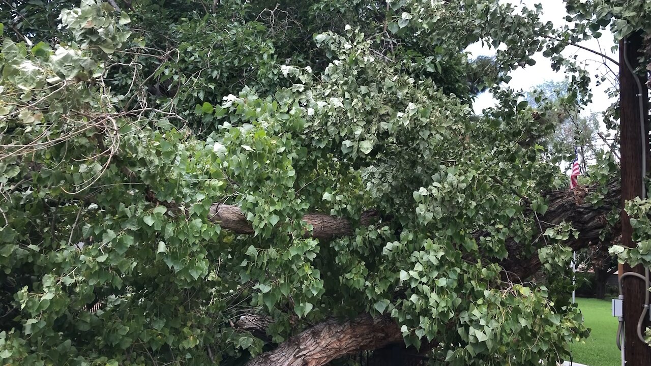 Cottonwood tree branch removal