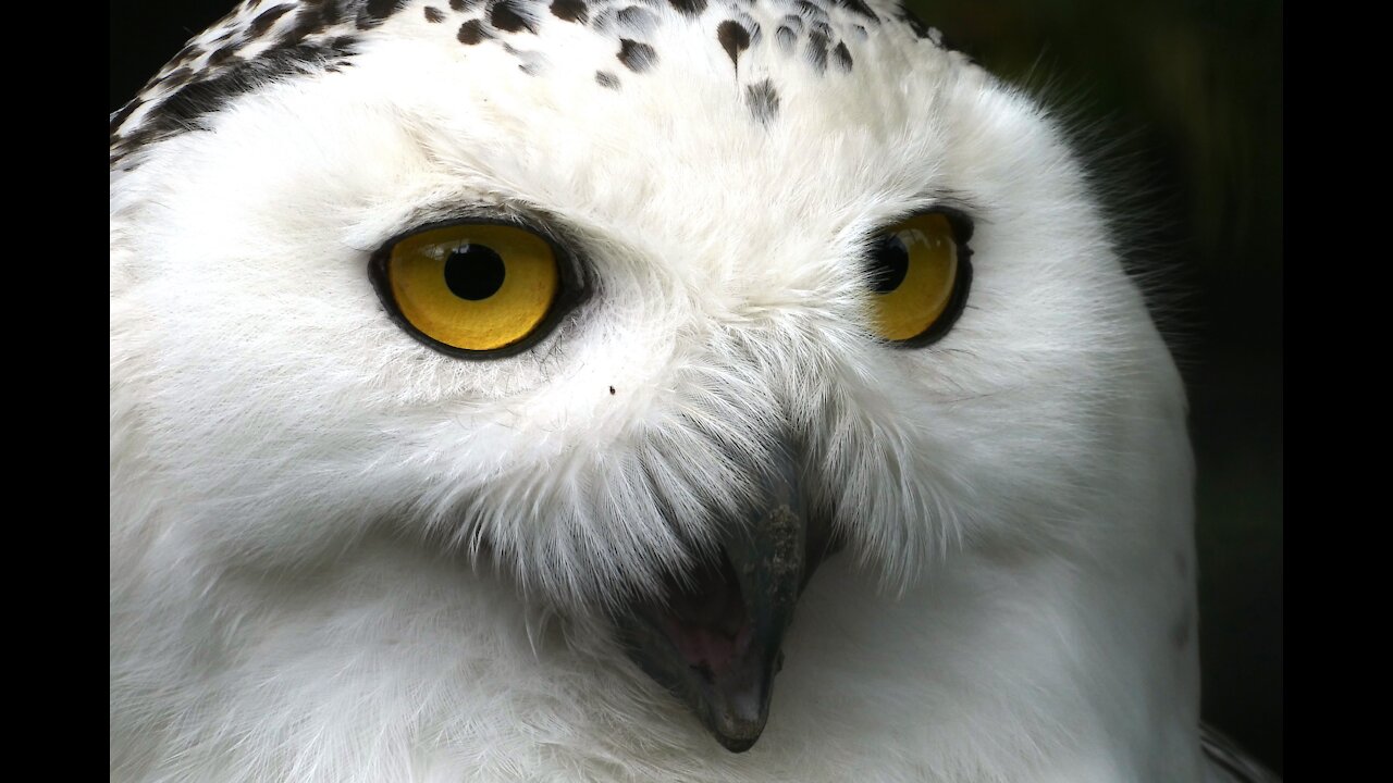 NEW BEAUTIFUL WHITE OWL