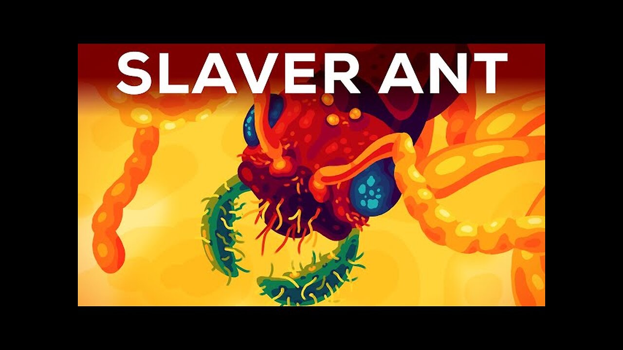 The Horror of the Slaver Ant