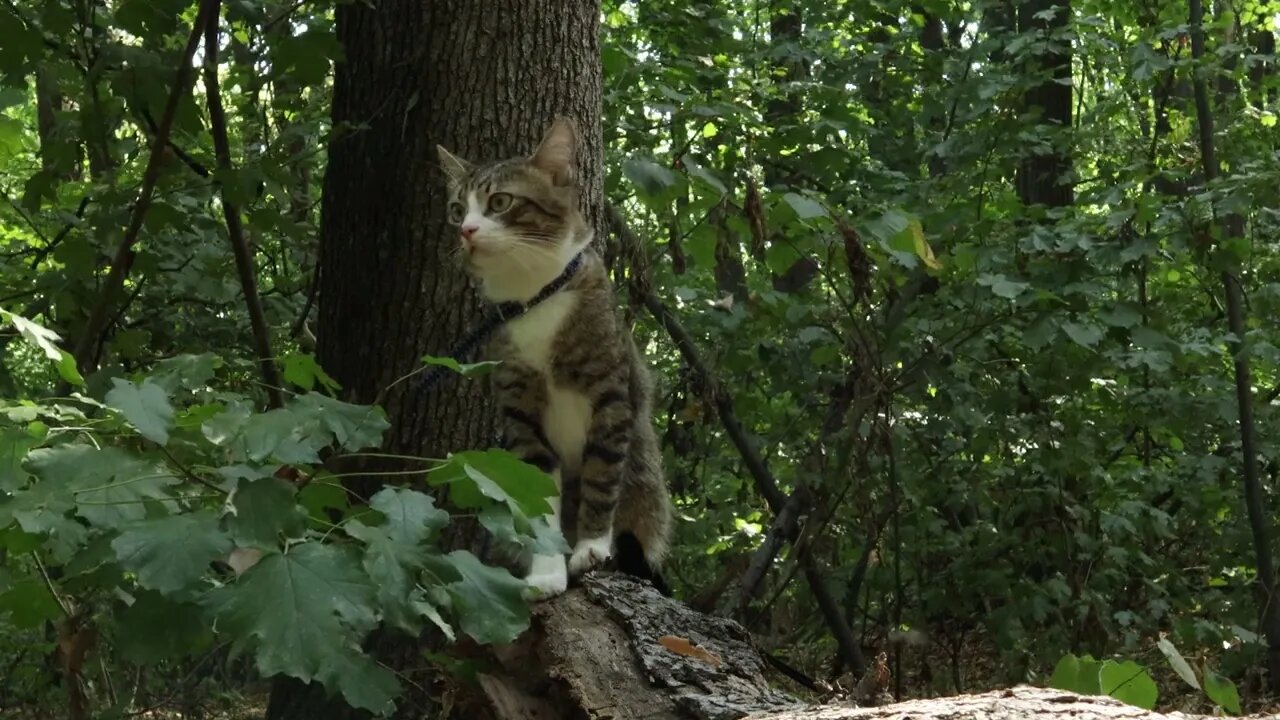 A Cute Cat Hides in the Forest