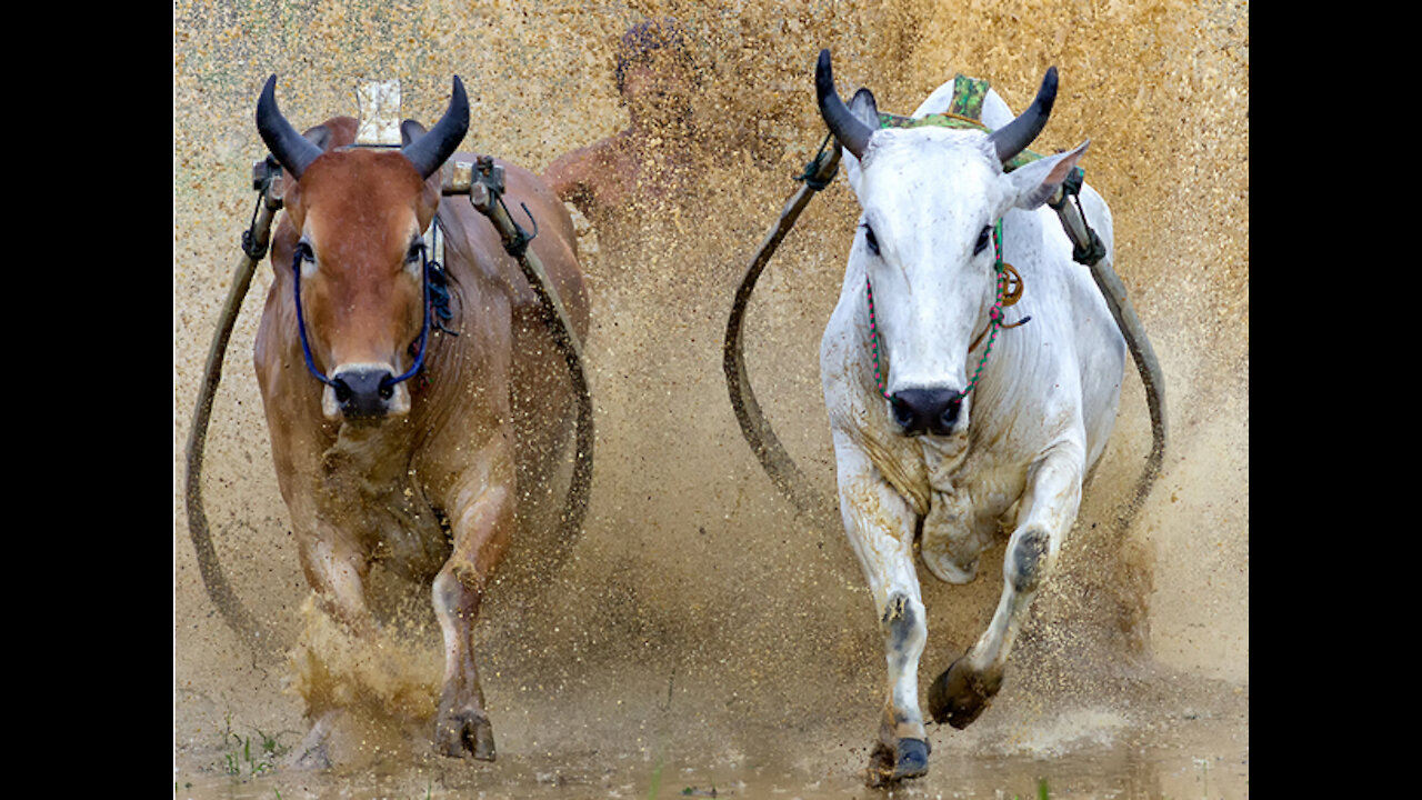 Cow Race, Behind the Scene of a Cool Advertisement "Pacu Jawi"