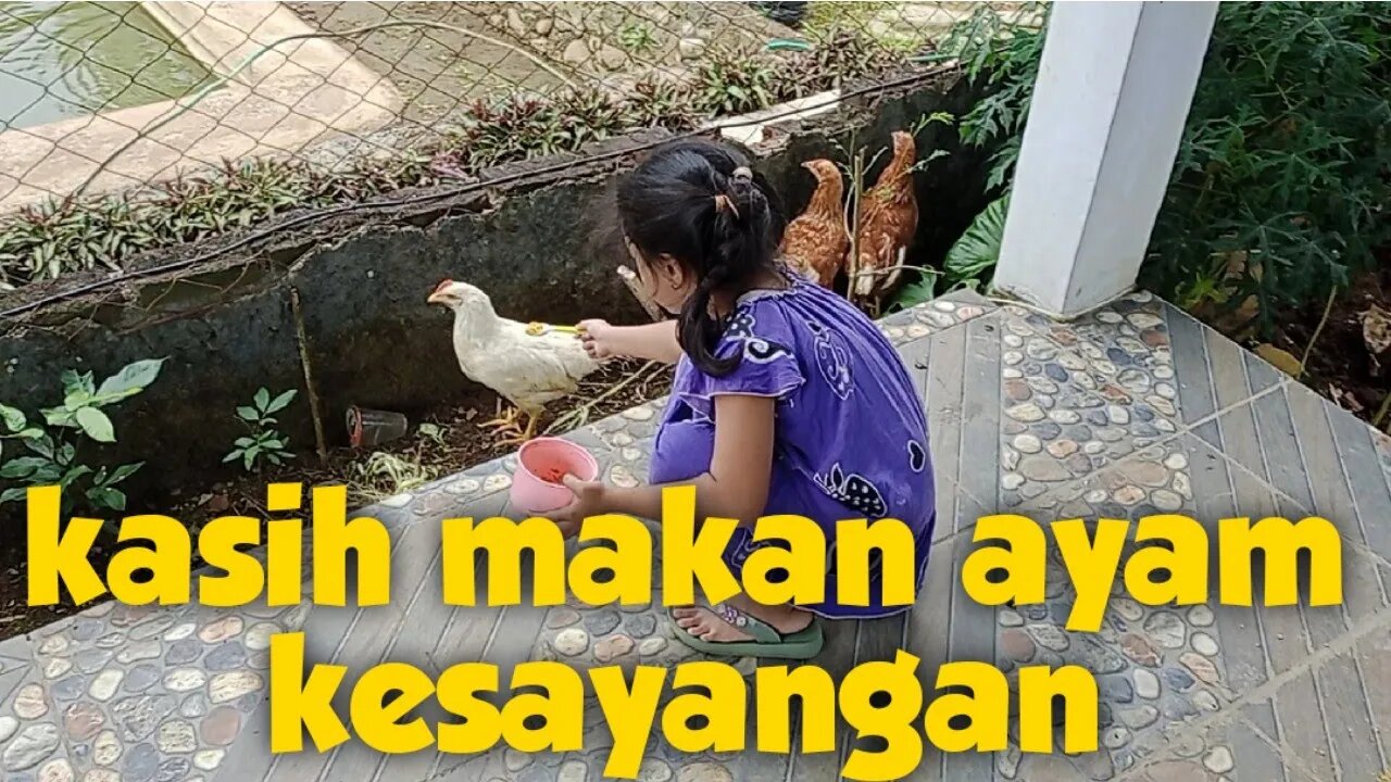 memberi makan ayam dihalaman belakang rumah