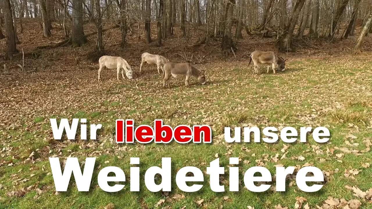 Wir lieben unsere Weidetiere 3