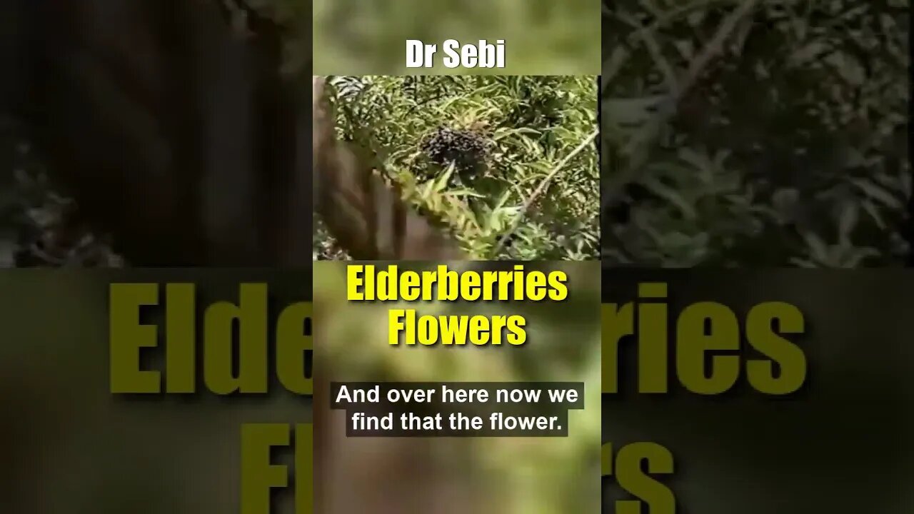 Pt.2 - DR SEBI - ELDER FLOWERS (Elderberry) BENEFITS explained #shorts #drsebi #elderflower #fever