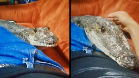 Pet crocodile begs for attention 😃😃 ,he just wanted cuddle