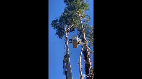 eucalyptus removal