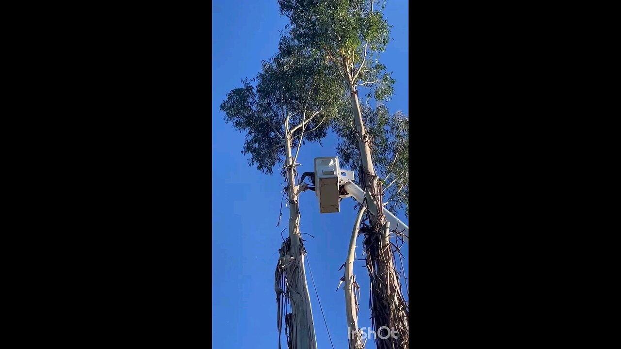 eucalyptus removal