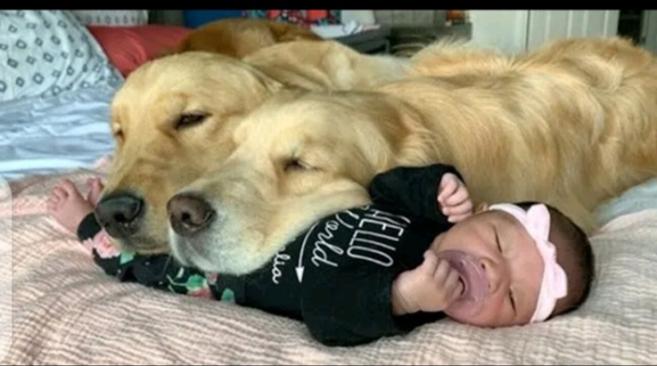 Heroes Dogs Protecting Babies out of anything danger 🐶🏊 Dog loves baby