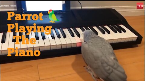 Amazing African pairrot || playing the piano this training academy