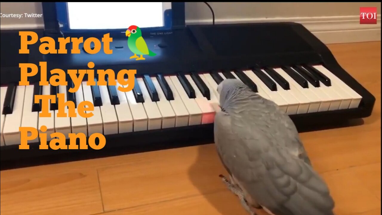 Amazing African pairrot || playing the piano this training academy