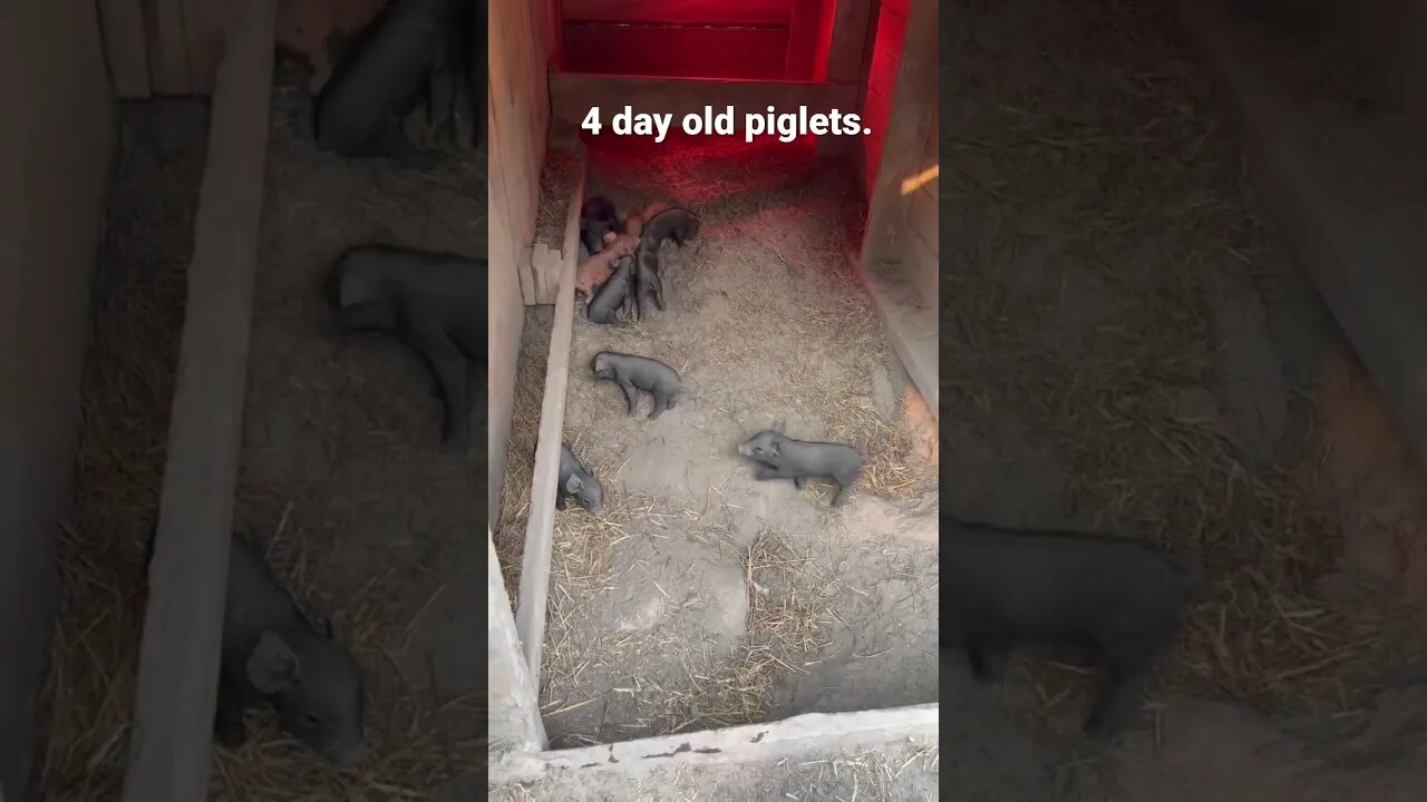 Piglet playtime day 4