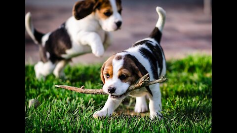 Cute And Funny Pets - Try Not To Laugh To These Pets Compilation