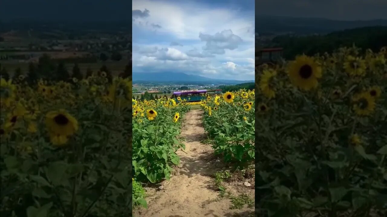 When coming back from Biei up in Hokkaido, we randomly stumbled across Flower Land Kamifurano.