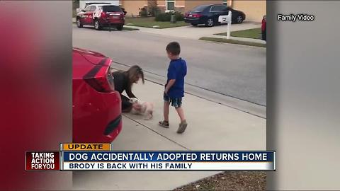 Lakeland dog that wandered off and was accidentally adopted is now back home