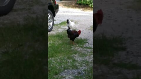Chickens in the hood