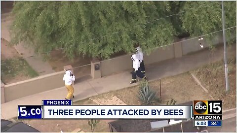 Teen, two adults hurt by bee stings