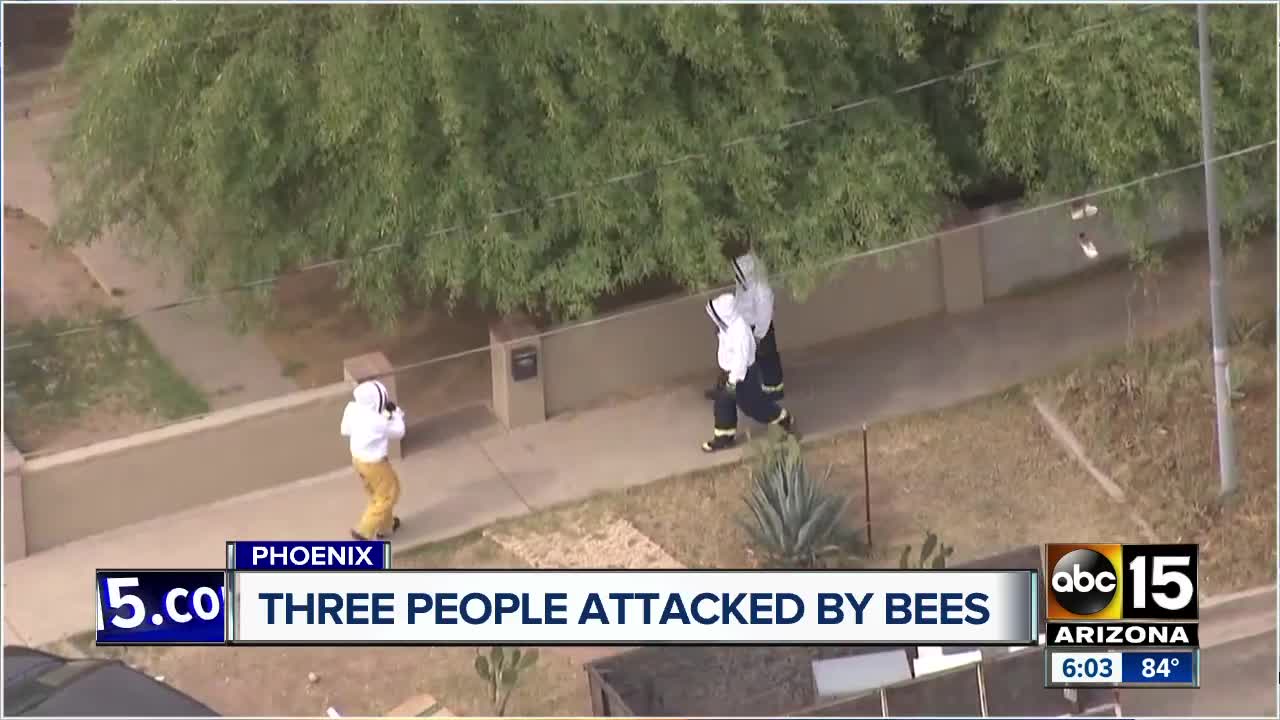 Teen, two adults hurt by bee stings