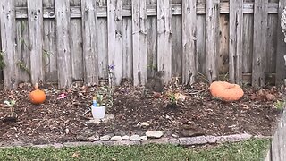 Blasian Babies Backyard Squirrels Are Foraging For Food Because Winter Is Coming For Them!