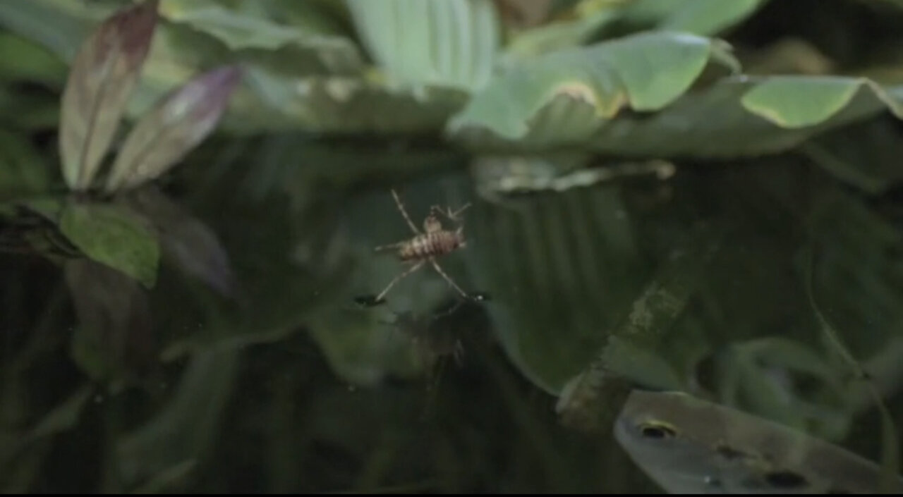 AMAZING FISH TECHNIQUE CATCHING PREY.