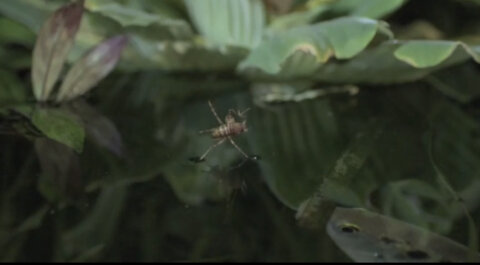 AMAZING FISH TECHNIQUE CATCHING PREY.