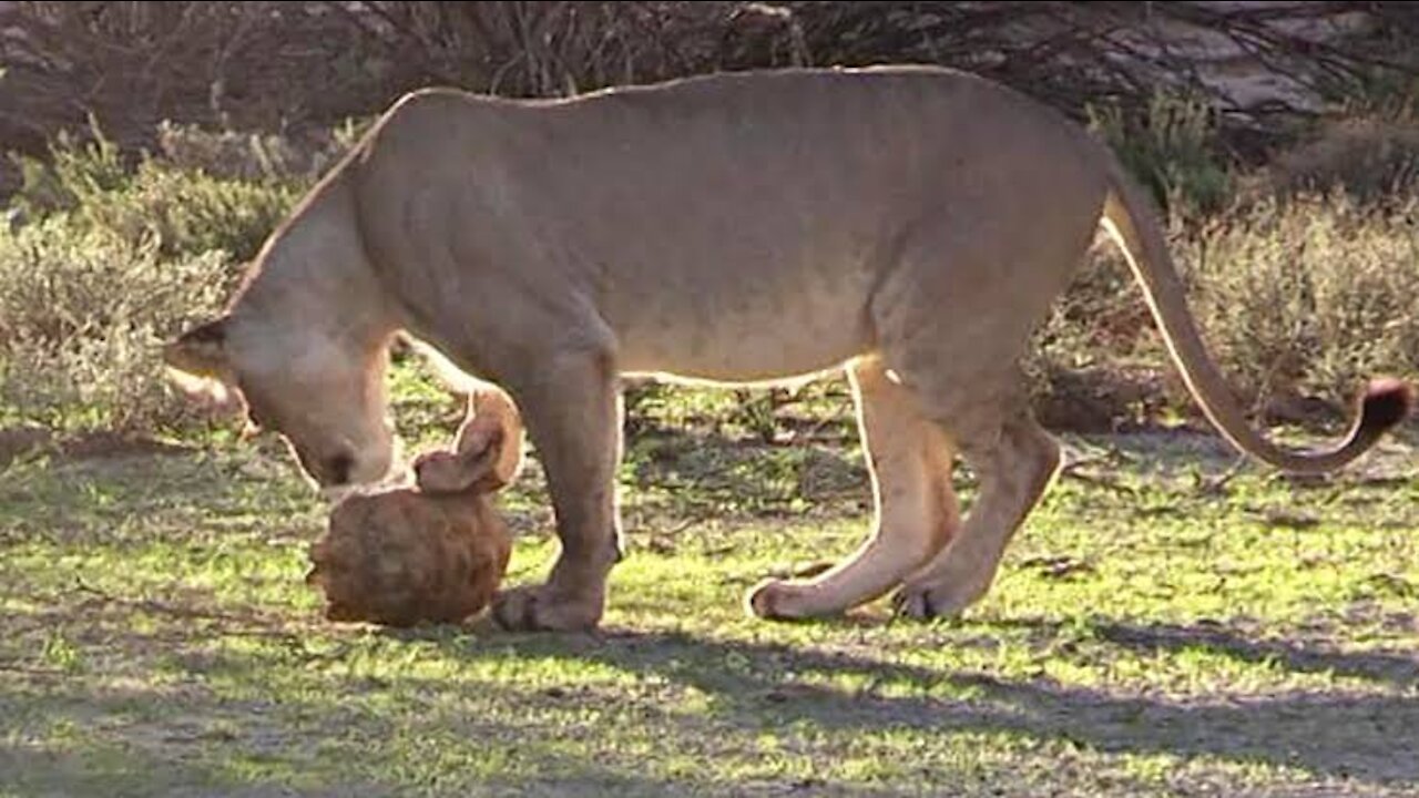 Wild Animals Lion vs Warter Tortoise