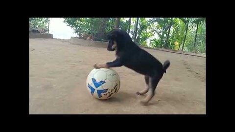 Cute Puppy Playing With The Football