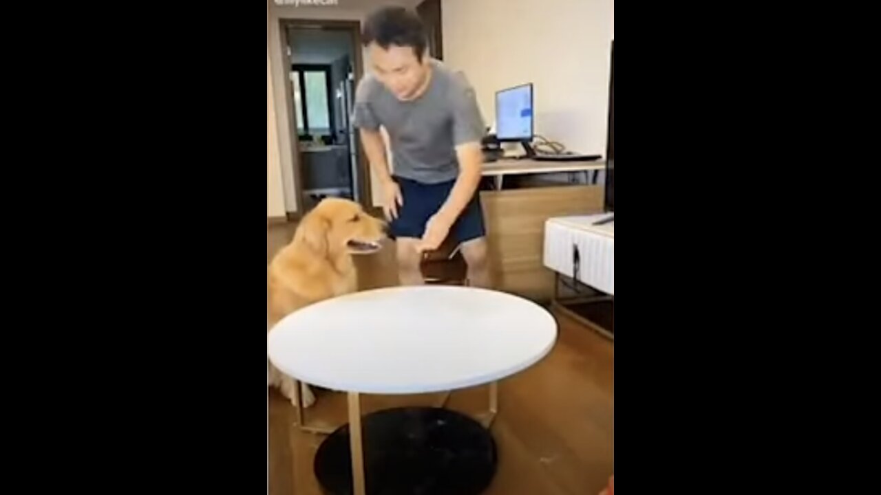 Cute Dog Tricks owner